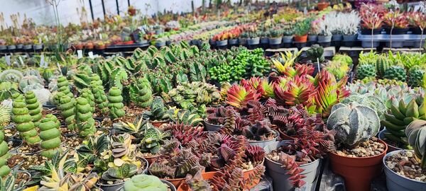 Ad Ostuni, dal 10 al 12 maggio, per Hortus Ostuni, la Mostra mercato dell'orto e del giardino