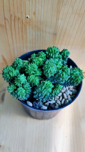 euphorbia-green-elf-f-crestata