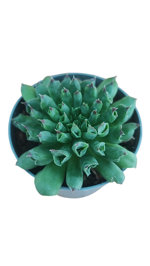 sempervivum-tectorun-oddity