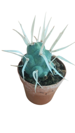 tephrocactus-articulatus