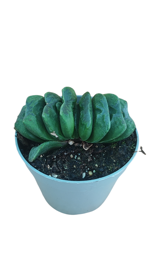 haworthia-maughanii-x-truncata