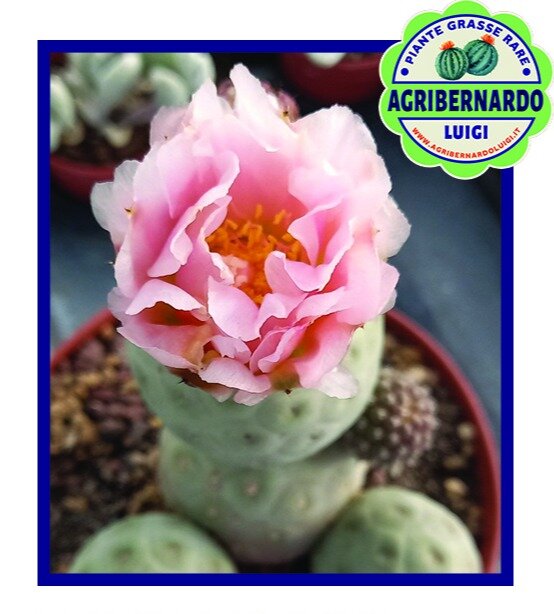 Ostuni: i cactus e le succulente Agribernardo nella villa comunale