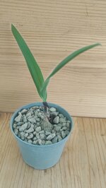 ornithogallum-hispidum