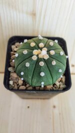 astrophytum-asterias-cv-nudum