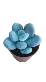 pachyphytum-oviferum