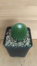 notocactus-leninghausii-f-inermis
