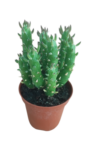opuntia-subulata