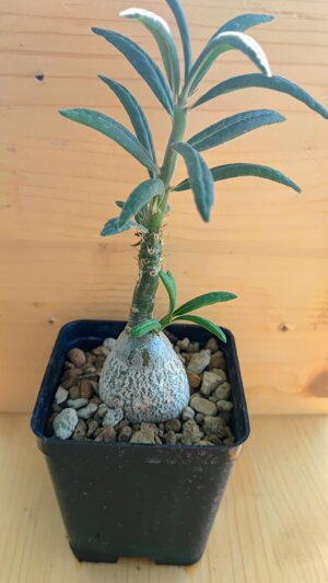 pachypodium-succulentum