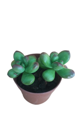 sedum-lucidum-obesum