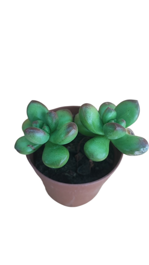 sedum-lucidum-obesum