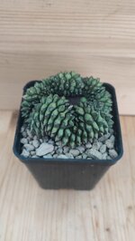 gymnocalycium-mihanovichii-f-inermis-crestato