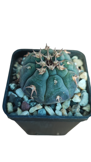 gymnocalycium-spegazzini-unguispinum