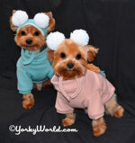 yorkyworld-cap-coordinate