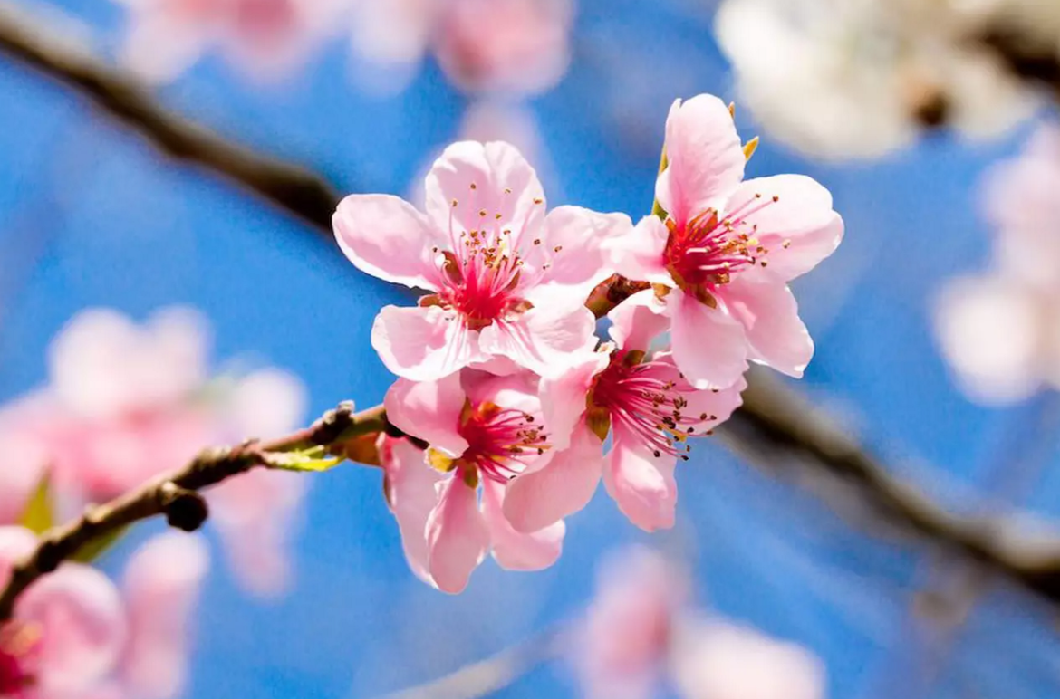 screenshot 2026-04-02 174507