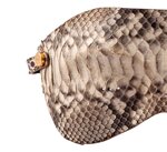 mask-eris-in-vero-pitone-col-roccia