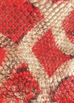 set-polsiere-cavigliere-hog-tie-in-vero-pitone-col-rosso