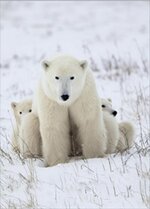 plaid-flanella-orso-in-stampa-digitale-140-x-180-cm