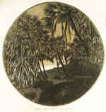 giuseppe-rondini-eritrea-bosco-di-palme-dum