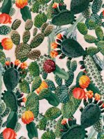 cactus-verde-e-arancio