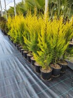 cupressus-macrocarpa-gold-crest-vs-18-h-6070-cm
