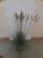 festuca-argentea-vaso-18