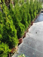 thuja-occidentalis-smaragd