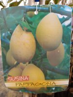 susina-alberi-da-frutto-in-fitocella-varieta-susina-pappagona-susina-president-black-amber