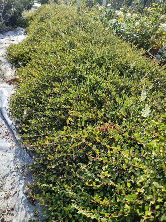 muelembeckia complexa.jpeg