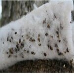 rincotrap-trappola-per-insetti-oziorrinco-e-forficula-15-cm-2025-metri-x-2