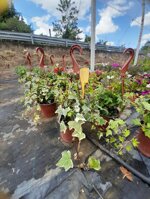 ederina-variegata-edera-helix-elegantissima-vaso-14