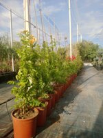 campis-grandiflora-bignonia-vs18-h-5060-cm