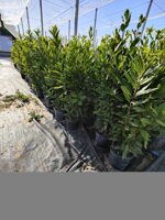 alloro-laurus-nobilis-vaso-19-h-6070-cm