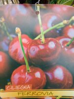 ciliegio-in-fitocella-h-140150-alberi-da-frutto