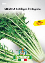 cicoria-catalogna-frastagliata-sementi-lortolano