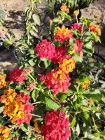 lantana-camara-vaso-15-a-cespuglio-fucsia-arancione-rosso