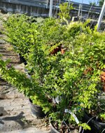 grewia-occidentalis-vaso-18