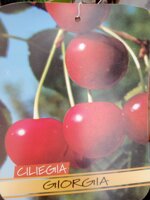 ciliegio-in-fitocella-h-140150-alberi-da-frutto