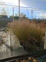 muhlembergia-capillaris-vs18