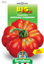pomodoro-costoluto-fiorentino-sementi-lortolano