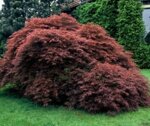 acer-palmatum-acero-palmato-a-cespuglio-vs20-h-80-cm