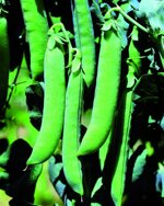 1-kg-pisello-a-grano-rugoso-alderman-mezza-rama-falchetto-sementi-sais-il-buon-seme-medio-tardivo