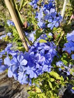 plumbago-capensis-h-100120-cm