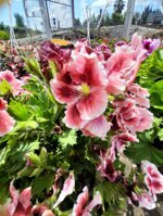 geranio-macranta-pelargonium-macranta-vaso-14-rosso-rosa-e-viola-sfumati