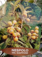 nespolo-del-giappone-alberi-da-frutto-in-fotocella