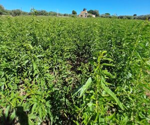 mandorlo-innestato-prunus-dulcis-in-vaso-h-7080-cm