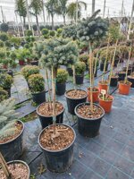 picea-glauca-ad-alberello