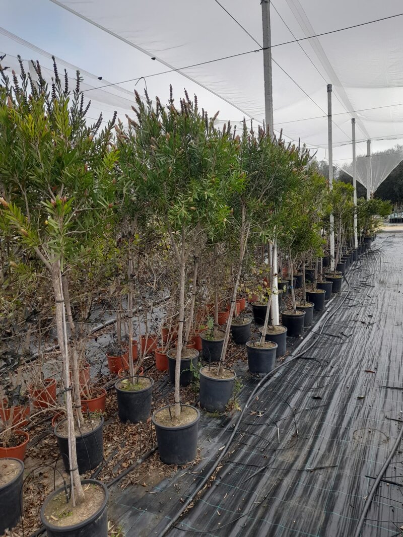 callistemon-captain-cook-ad-alberello-vs-22