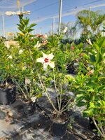 hibiscus-rosa-sinensis-ibiscus-vs18-h-6070-cm