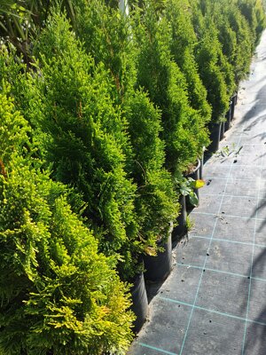 thuja-occidentalis-smaragd