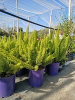 asparagus-aethiopicus-asparago-etiopico-vs16